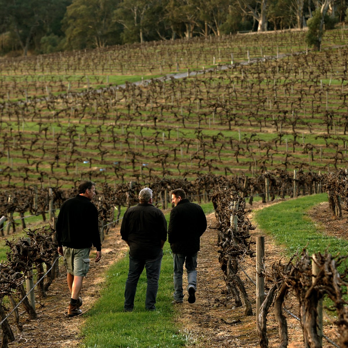 Winemakers walking in Hickinbotham vineyard