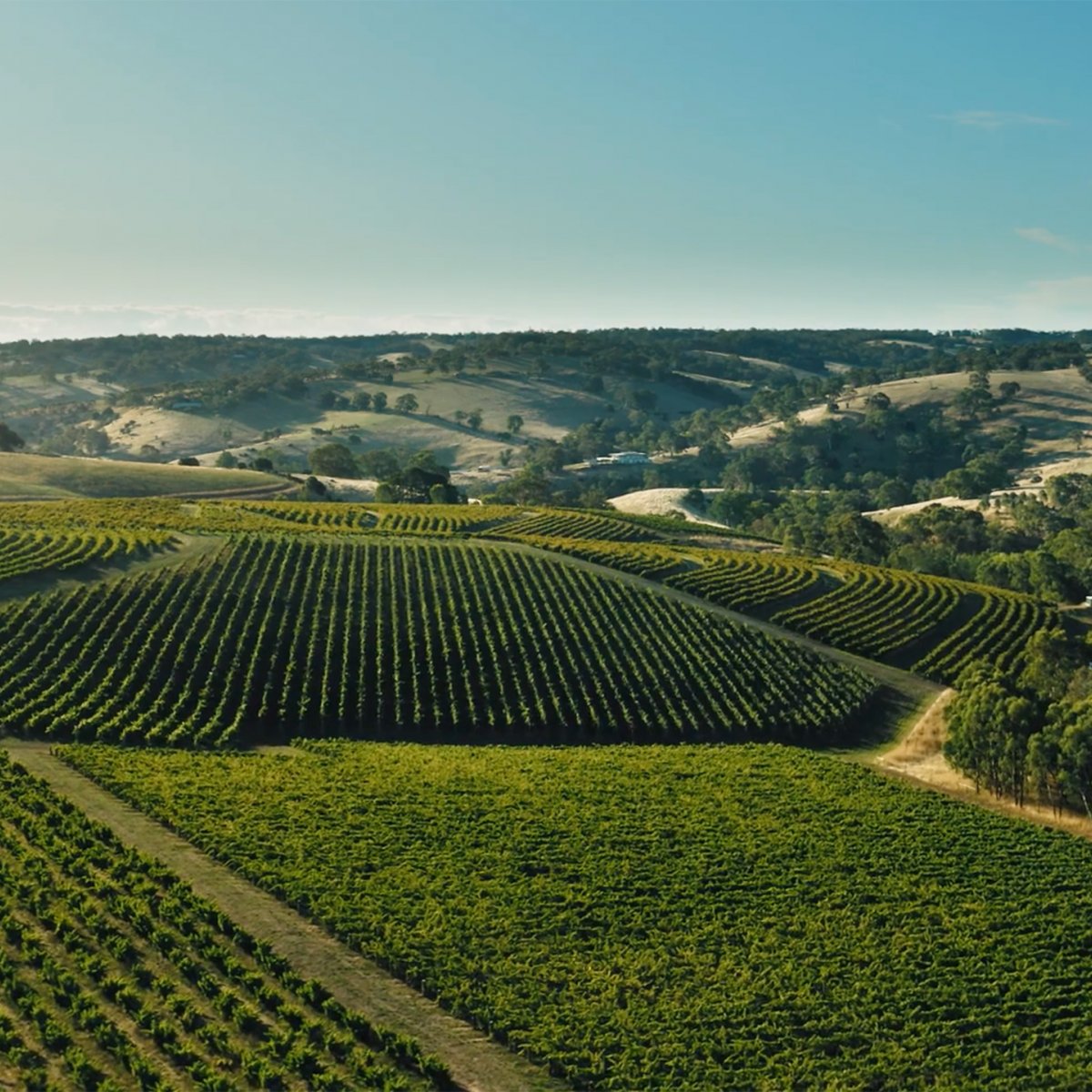 Aerial photo above Hickinbotham Clarendon Vineyards