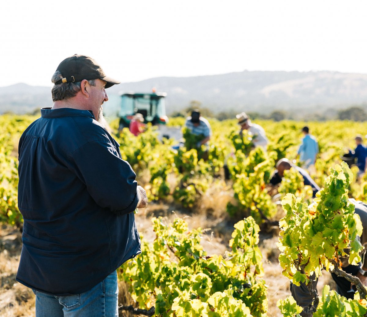 Michael Lane overseeing Yangarra vineyard