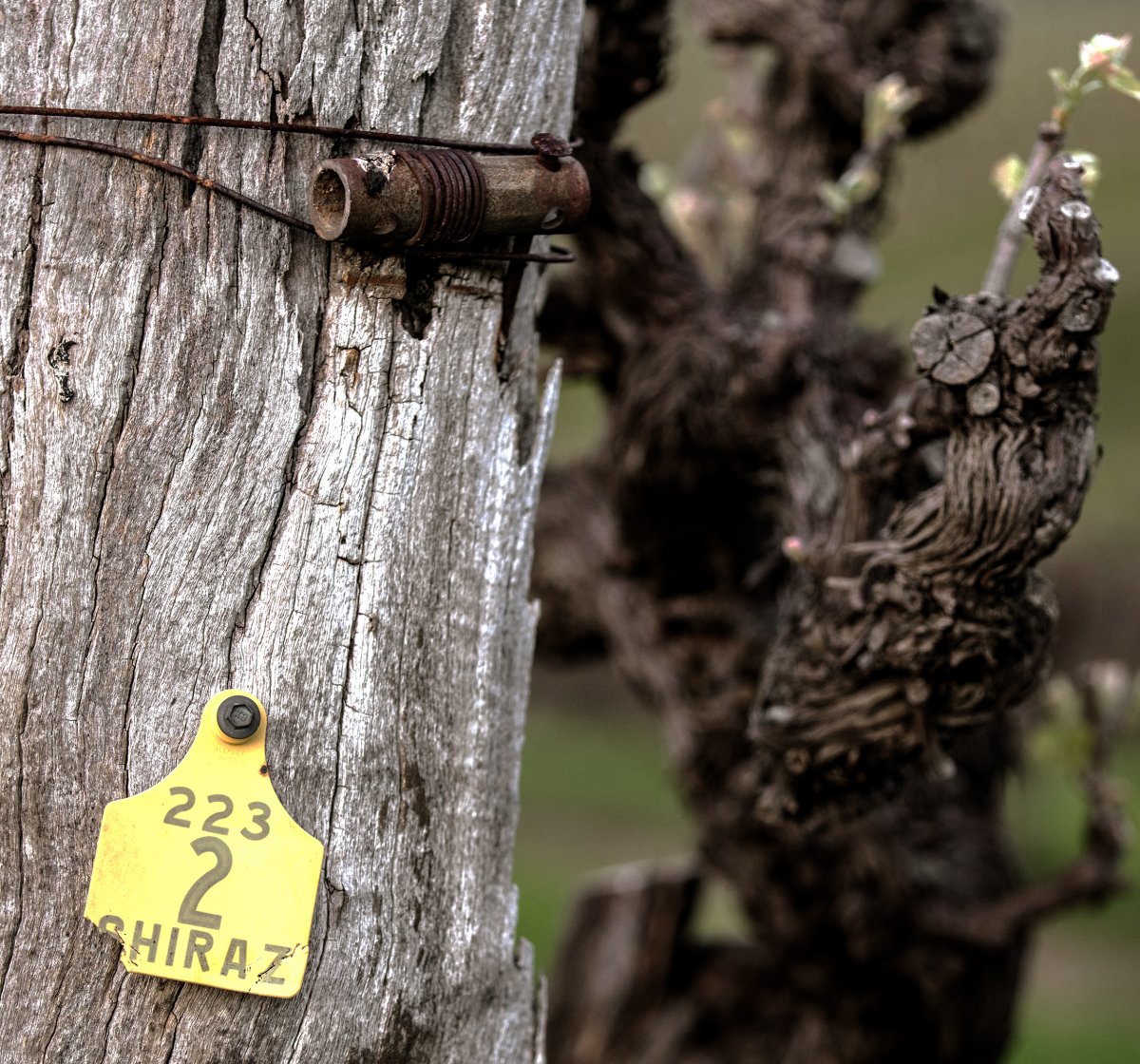 Vine post with Shiraz label