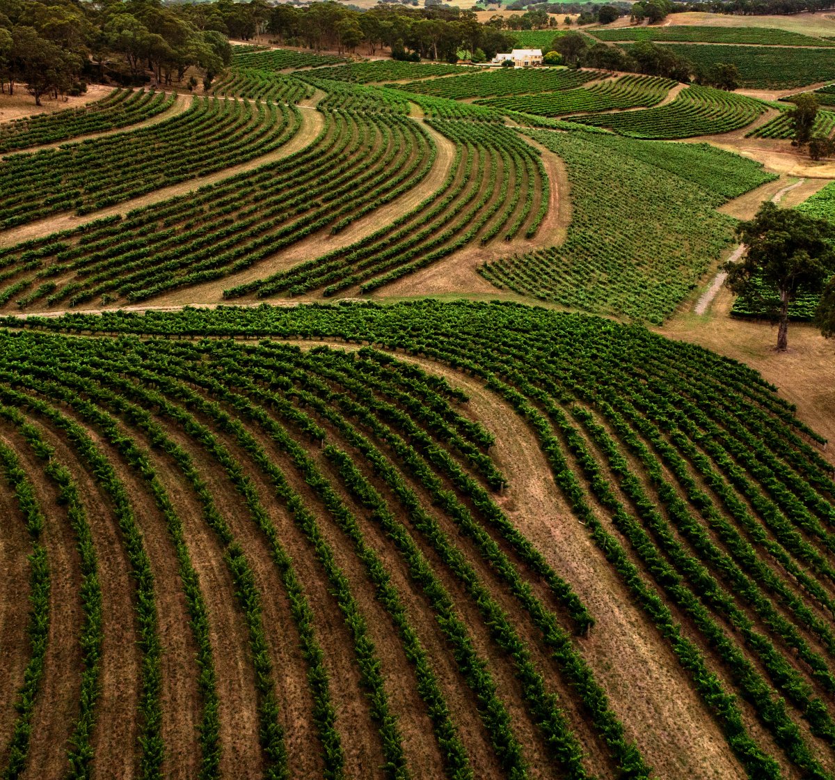 Hickinbotham Vineyards Aerial View 