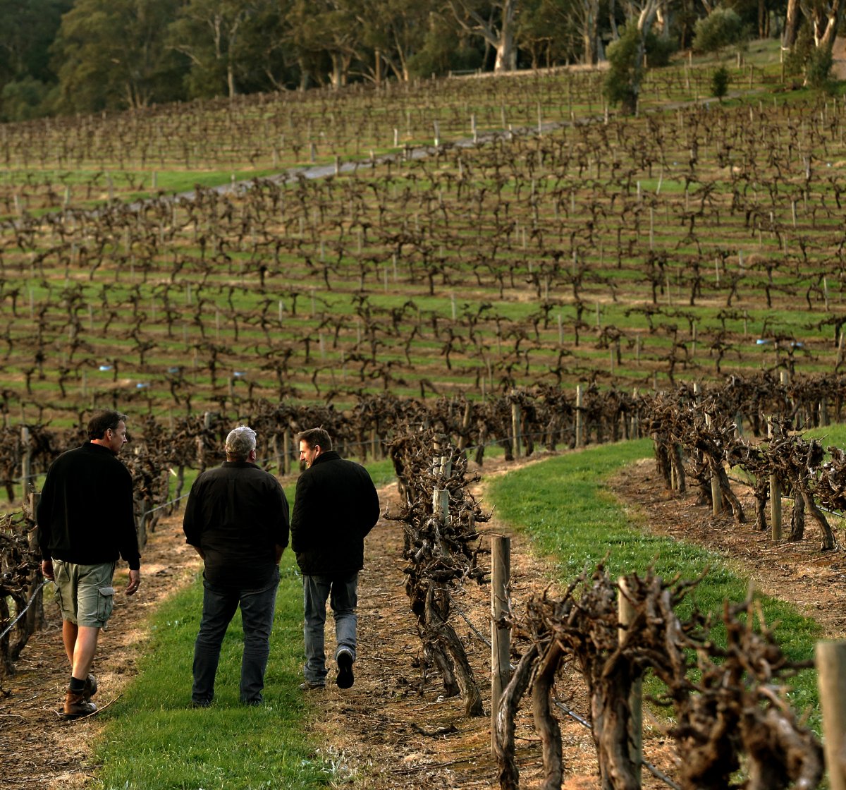 Winemakers walking in Hickinbotham vineyard